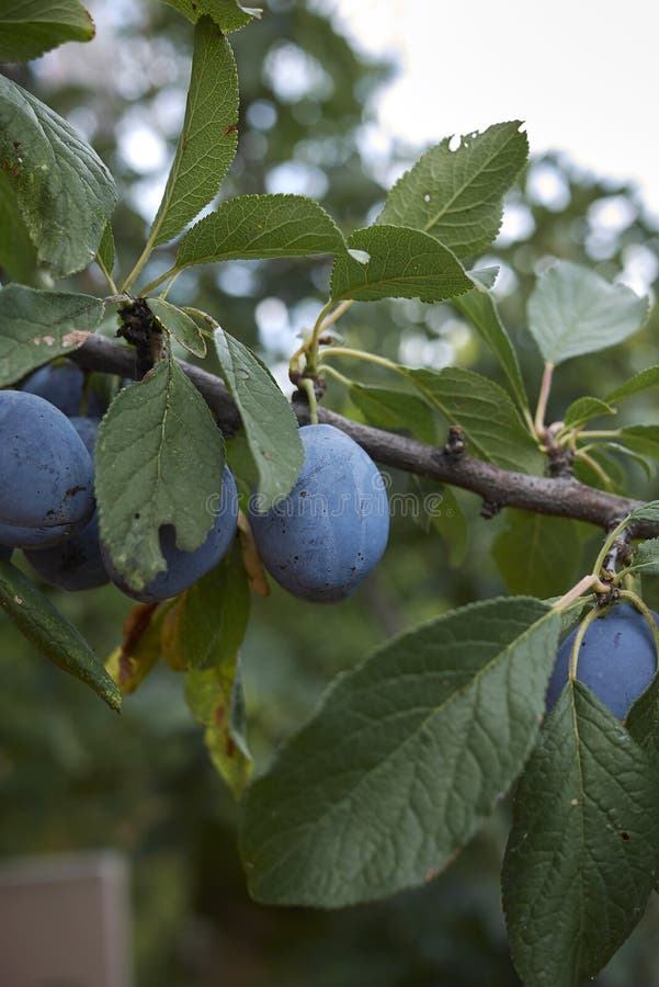255 Damson Tree Orchard Stock Photos Free & RoyaltyFree Stock Photos