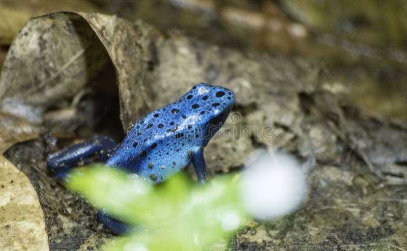 Blue Dart Frog on Leaves stock image. Image of green - 110685373