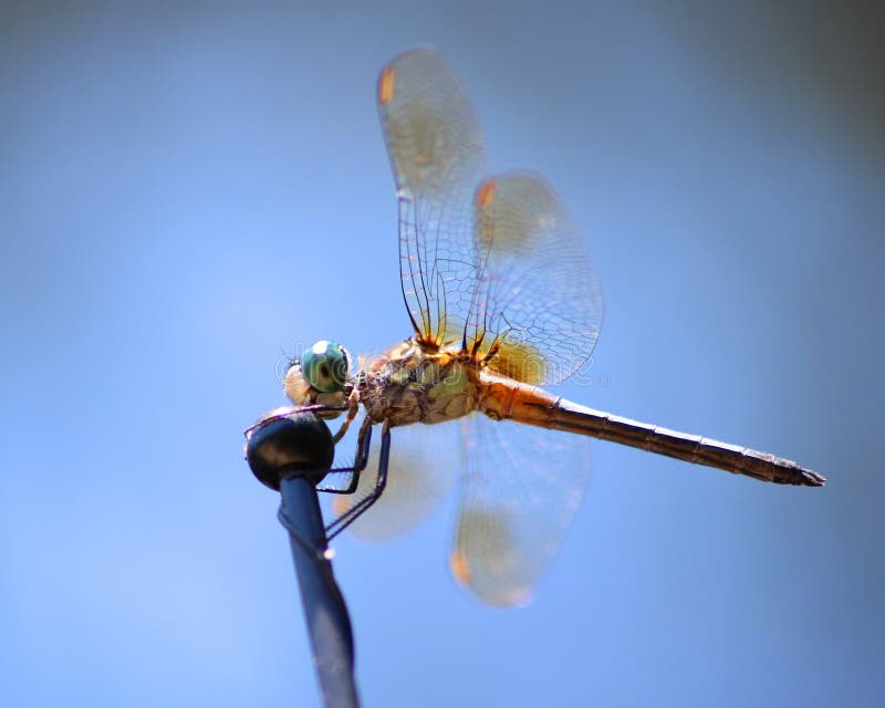 Dragonfly Profile stock image. Image of blue, legs, hair - 35484441