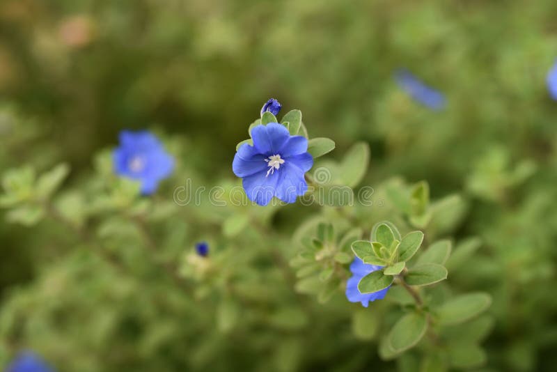 Blue daze Evolvulus has a long flowering period and continues to bloom pretty blue-purple flowers from spring to autumn.