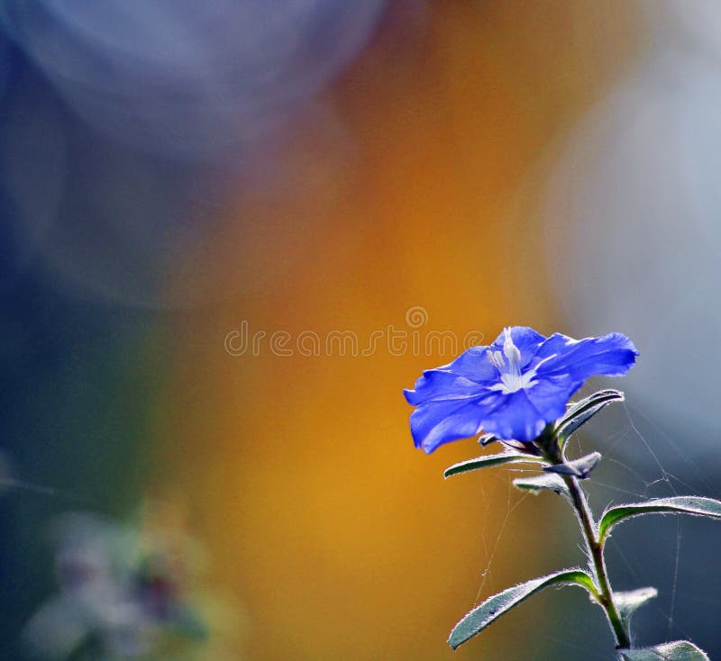 Blue Daze flower also known as Brazilian dwarf morning-glory or Hawaiian Blue Eyes. Scientific name Evolvulus glomeratus `Blue Daze`. Blue Daze flower also known as Brazilian dwarf morning-glory or Hawaiian Blue Eyes. Scientific name Evolvulus glomeratus `Blue Daze`