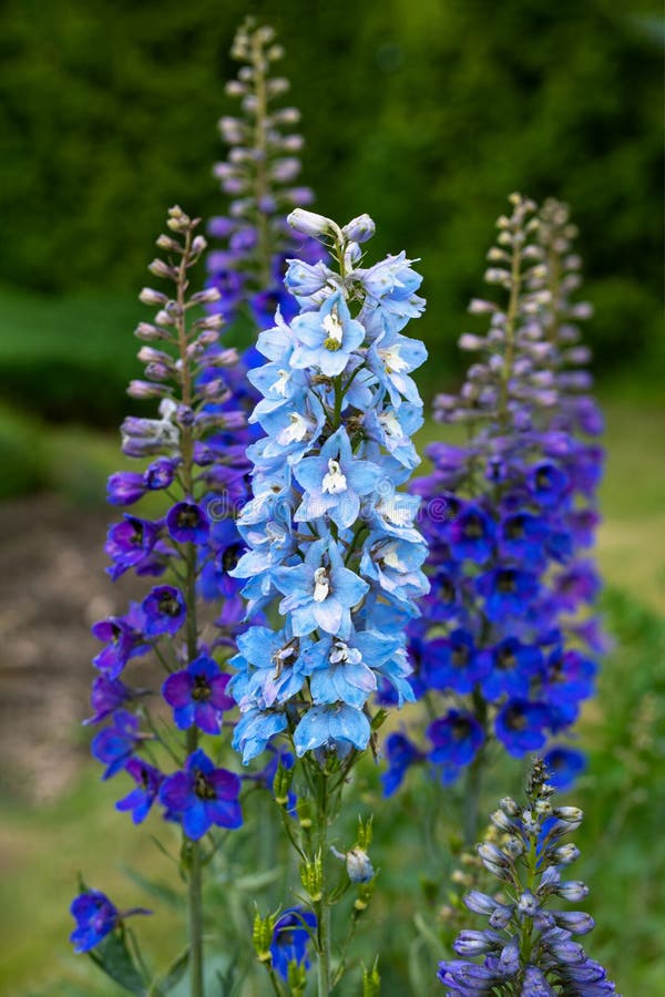 2,485 Garden Larkspur Stock Photos - Free & Royalty-Free Stock Photos from Dreamstime 2,485 Garden Larkspur Stock Photos - Free & Royalty-Free Stock Photos from Dreamstime