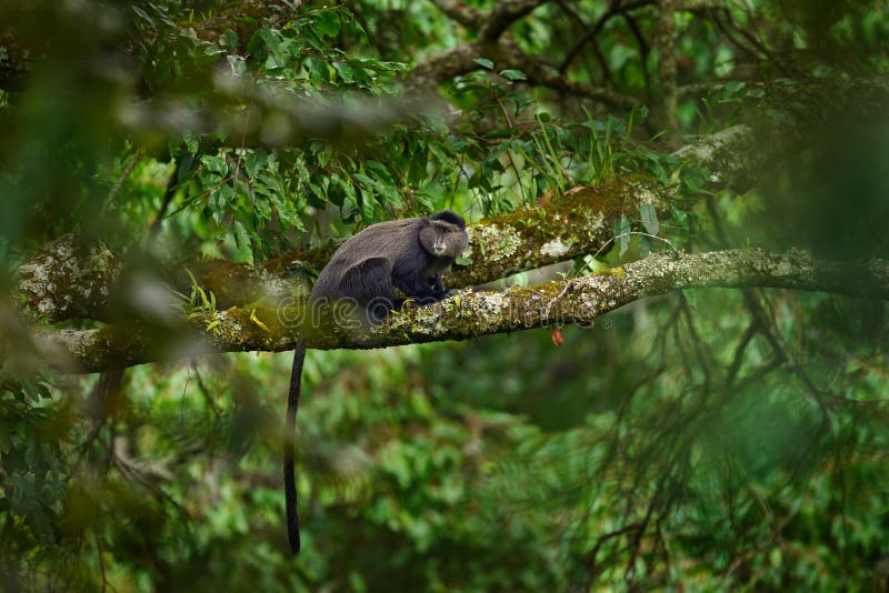 Blue diademed monkey, Cercopithecus mitis, sitting on tree in the nature forest habitat, Bwindi Impenetrable National Park, Uganda