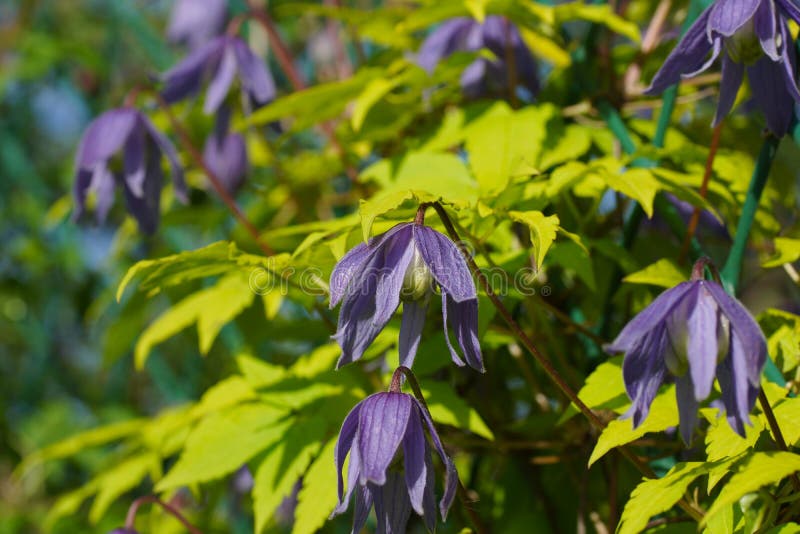 Blue double Atragene clematis variety Stolwijk Gold blooms in the garden. Clematis with golden yellow leaves.