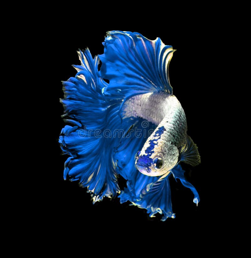 Blue Dragon Siamese Fighting Fish, Betta Fish Isolated on Black Stock