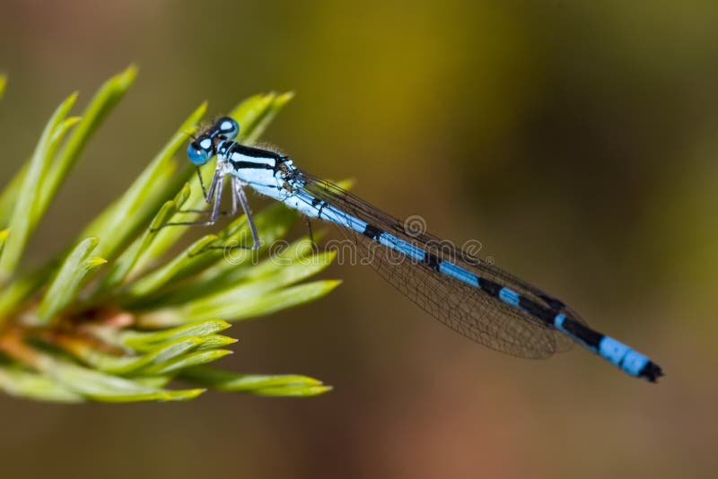 Blue dragonfly