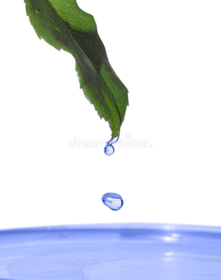 Blue drops and green leaf