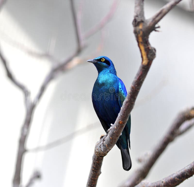 All 26+ Photos southern blue-eared glossy-starling Superb All 26+ Photos southern blue-eared glossy-starling Superb