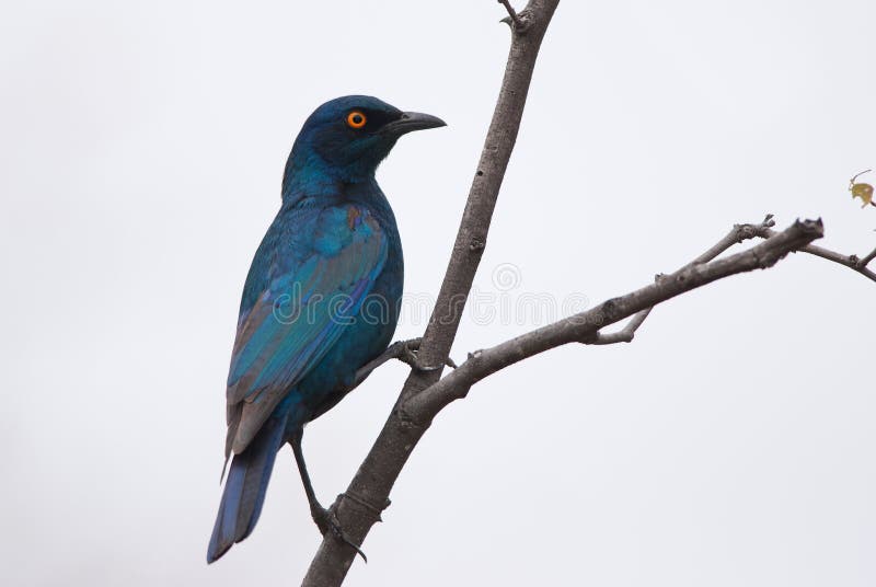 318 Eared Starling Stock Photos Free & RoyaltyFree Stock Photos from