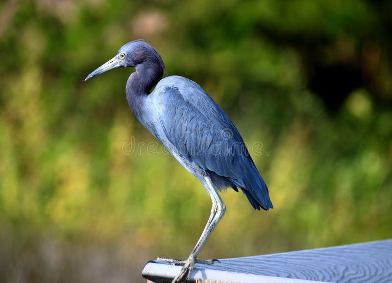 Blue Eget Perched on dock.