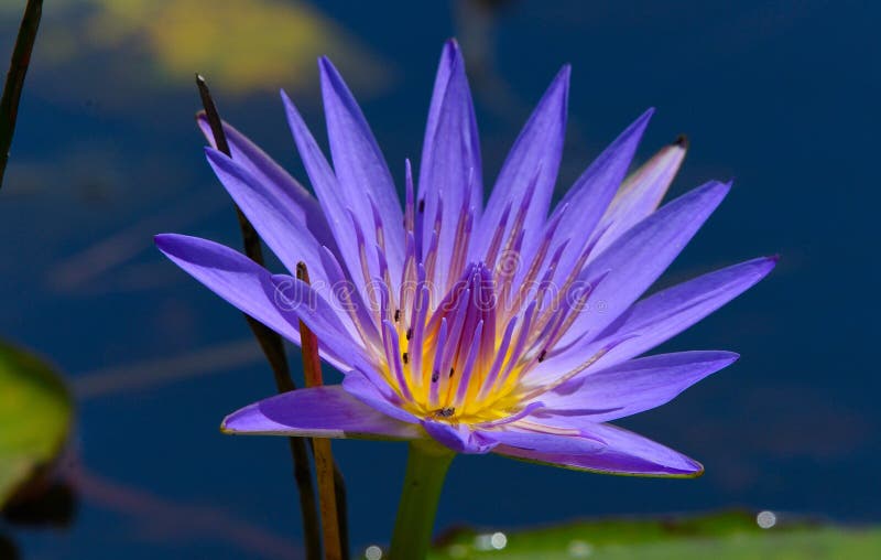 Blue Egyptian lotus stock photo. Image of gardens, colored 56851482