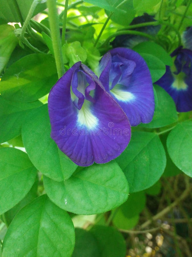 Blue Exotic Beauty Telang Flower Stock Image Image of produce
