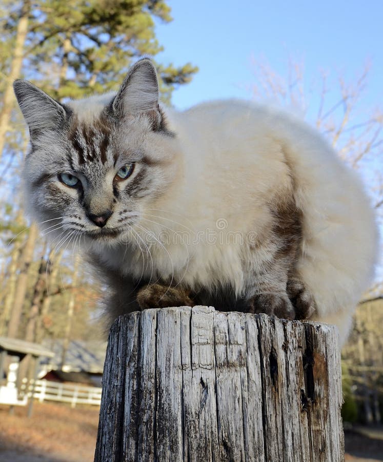 Blue Eyed Cat on Fence Post