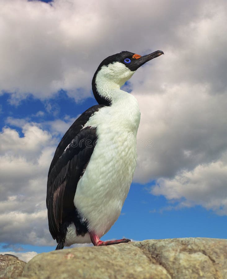 Blue-eyed cormorant (Phalacrocorax atriceps)