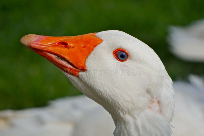 Blue eyed goose. Geese are a domestic species once very popular. They can do well on pasture, and eat weeds and grass. Their feed conversion ratio is better than royalty free stock photos Blue eyed goose. Geese are a domestic species once very popular. They can do well on pasture, and eat weeds and grass. Their feed conversion ratio is better than royalty free stock photos
