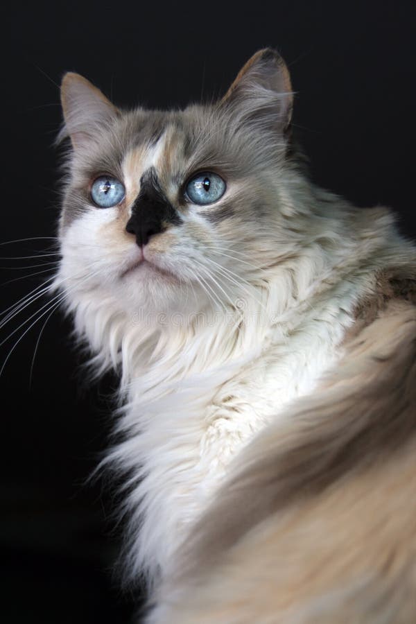 1+ Dilute calico Free Stock Photos StockFreeImages