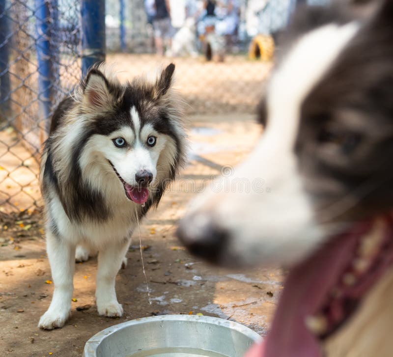 Why Is My Dog Eating Snow And Not Drinking Water