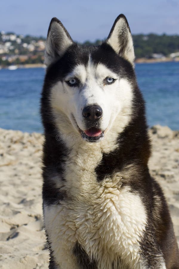 Blue eyed Siberian Husky