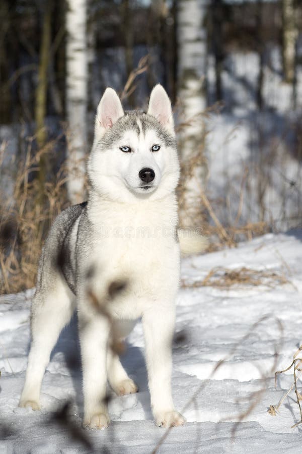Siberian Husky Dogs Two Beautiful Siberian Huskies With Mesmerizing Eyes Eye Color Blue And Amber Stock Photo Image Of Color Winter