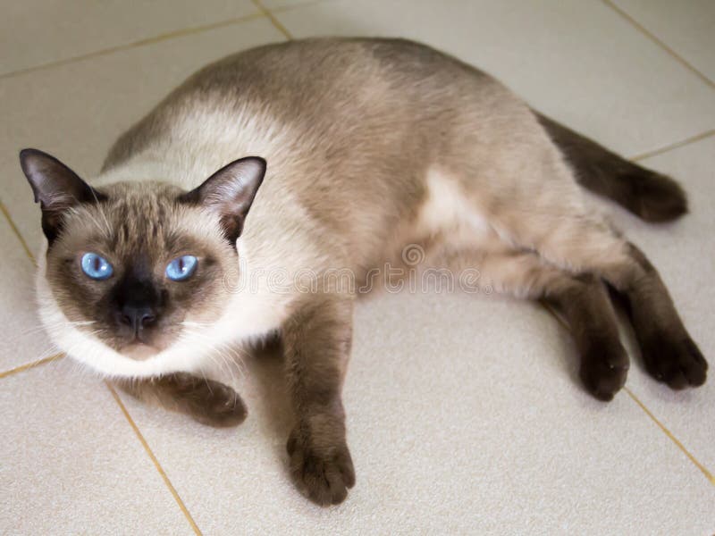 Blue Eyes Cat stock photo. Image of animals, hunter 137368772