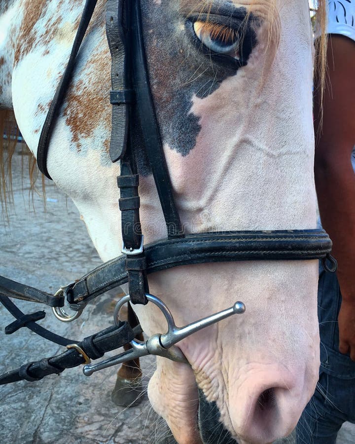 Blue eyes on a horse editorial photography. Image of horse 76228882