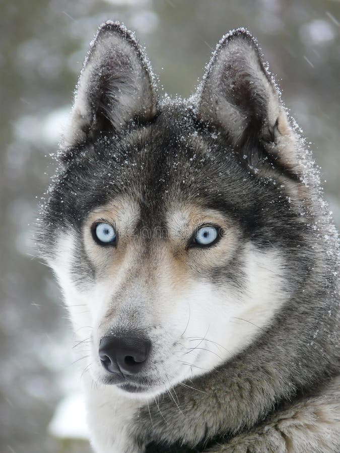 Blue eyes husky dog stock image. Image of sleigh, blue - 18869861