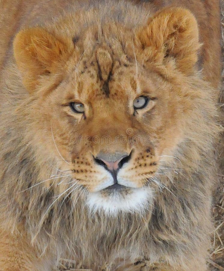 1,053 Lion Blue Eyes Photos Free & RoyaltyFree Stock Photos from
