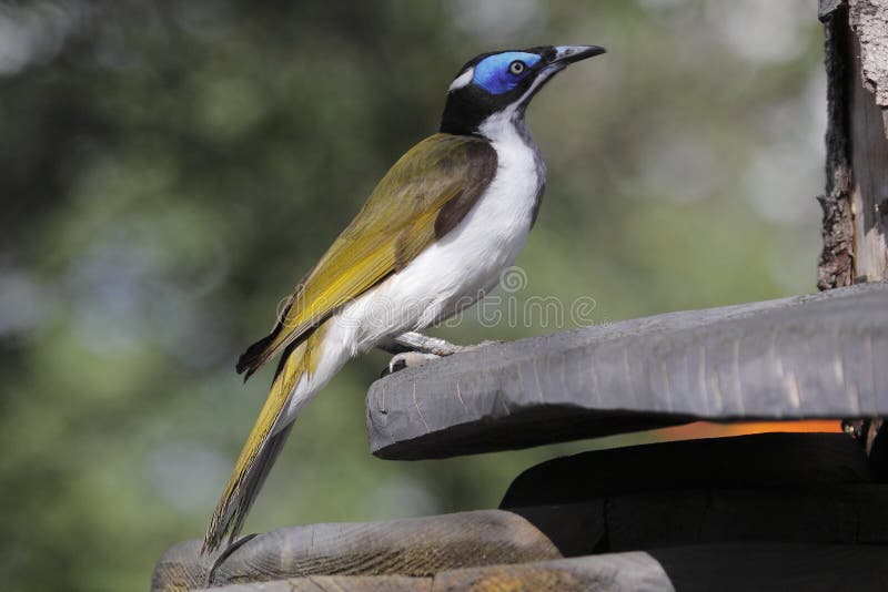 Blue-faced Honeyeater