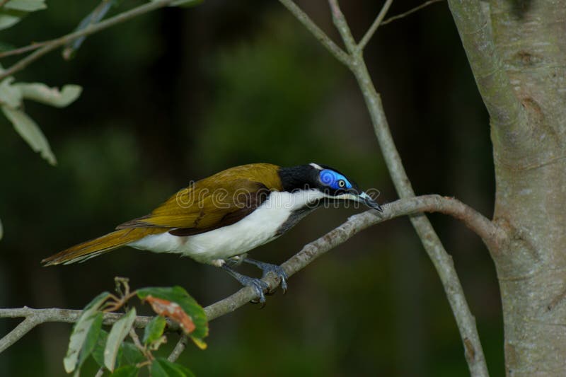 Blue-faced Honeyeater