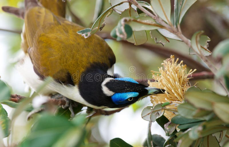 A Blue Faced Honeyeater