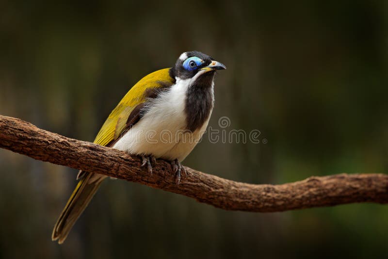 Blue-faced Honeyeater, Entomyzon cyanotis, rare bird in dark forest. Beautiful bird from Australia. Bird with blue face sitting on