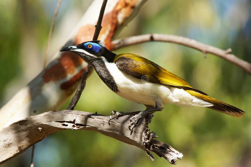 Honeyeater, Australia