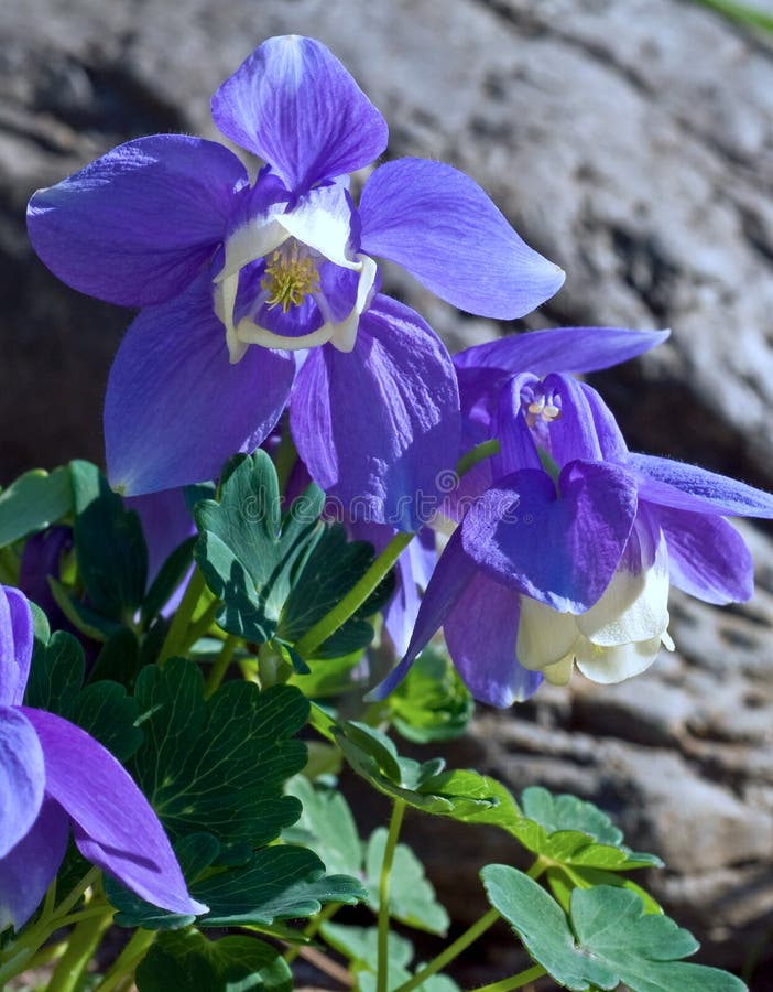 Closeup of bright blue Aquilegia flabellata Mini Star flowers in bloom set against a blurred rock background on a bright sunny spring day. Also known as Aquilegia flabellate Blue Angel Common Names: Japanse Fan Columbine, Dwarf Columbine. Closeup of bright blue Aquilegia flabellata Mini Star flowers in bloom set against a blurred rock background on a bright sunny spring day. Also known as Aquilegia flabellate Blue Angel Common Names: Japanse Fan Columbine, Dwarf Columbine