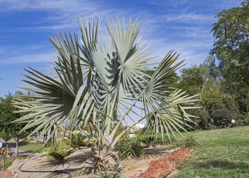 Blue Fan Palm in a Desert Garden in Israel
