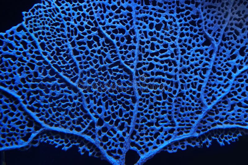 Download Fan Coral stock image. Image of caribbean, coral, waters - 11114507