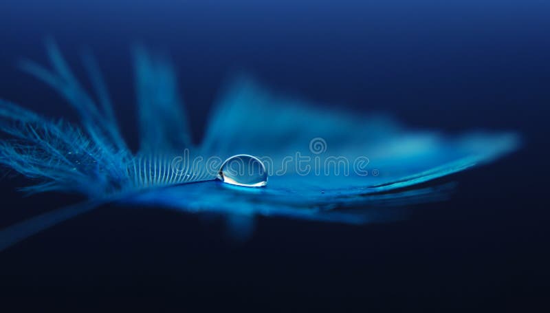 Blue feather royalty free stock photo