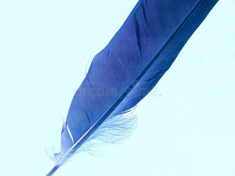 Blue feather