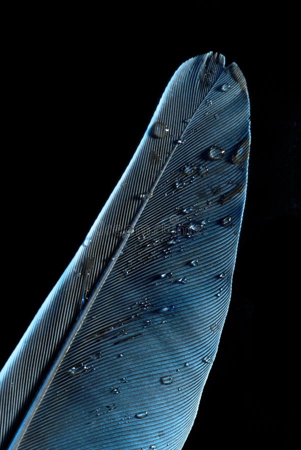 Blue feather with droplets