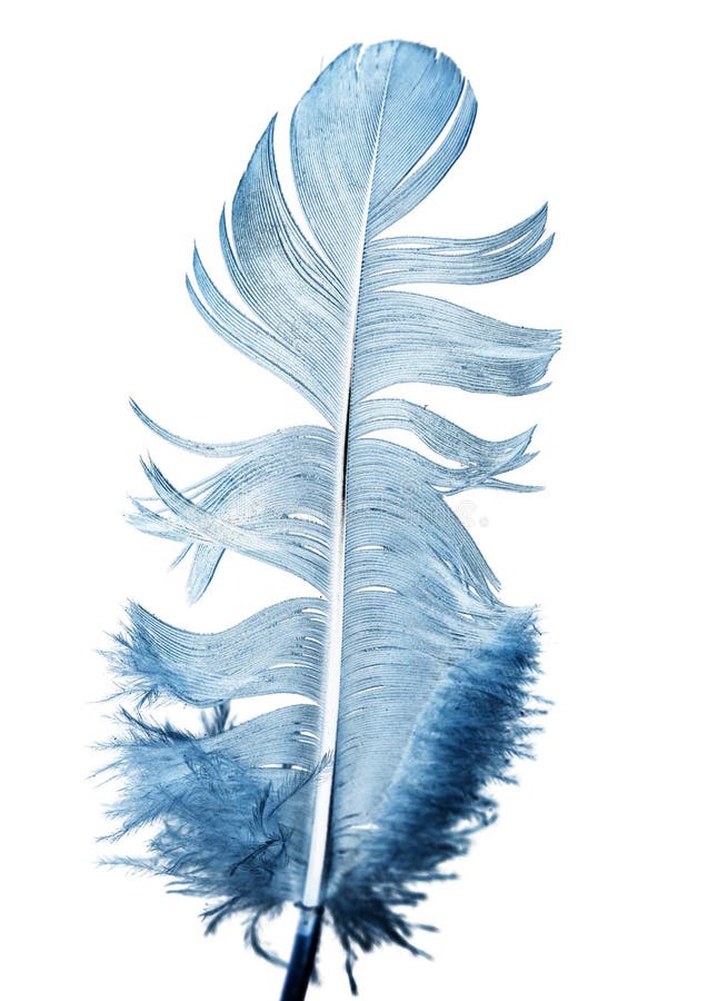 Blue Feather On A White Background Stock Image - Image of symbol