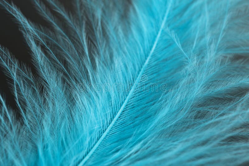 Blue feathers detail stock photo