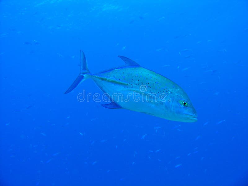 Blue fin Trevally