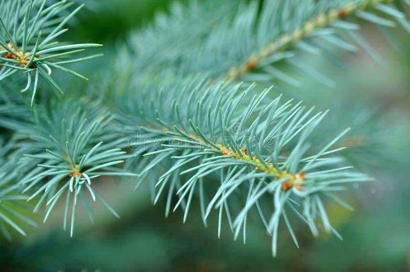 Blue Fir Tree Branches Macro Stock Photo Image of branches, cypress