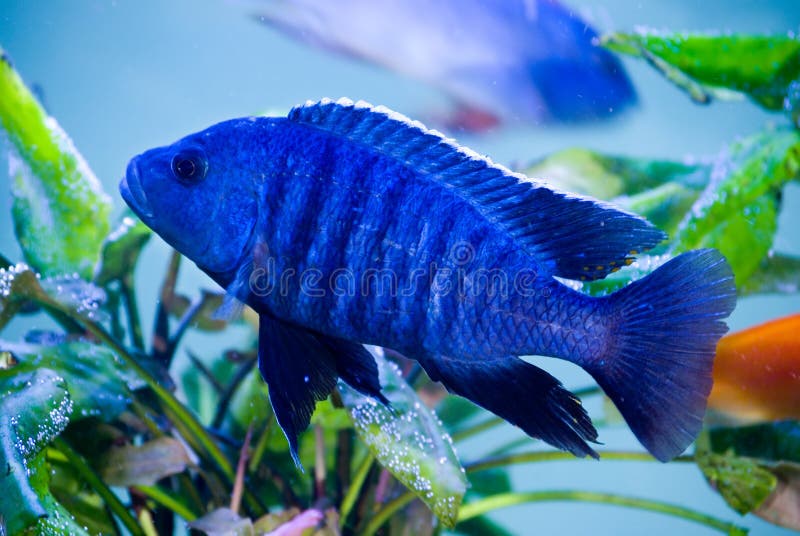 Blue fish stock photo. Image of animals, hobby, glass - 2128514