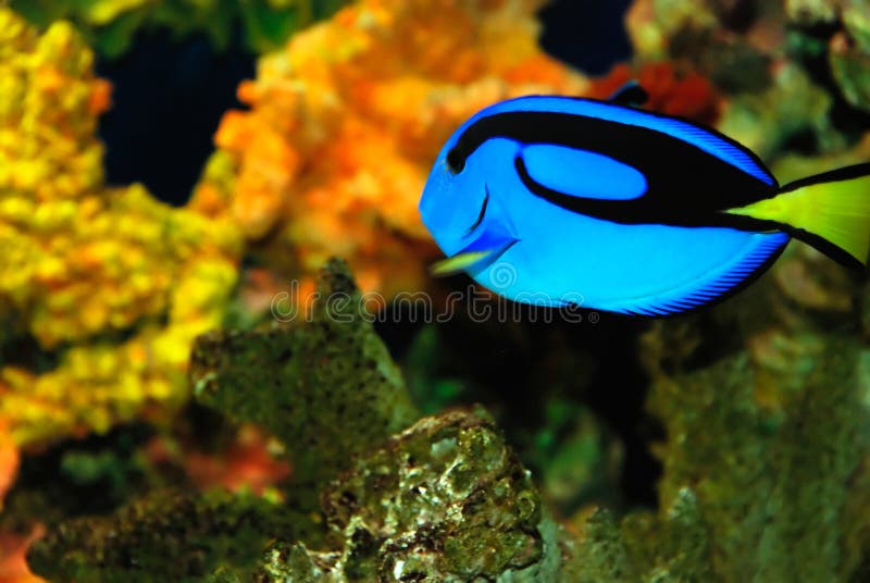 Bright blue tropical fish stock photo. Image of habitat - 5132544