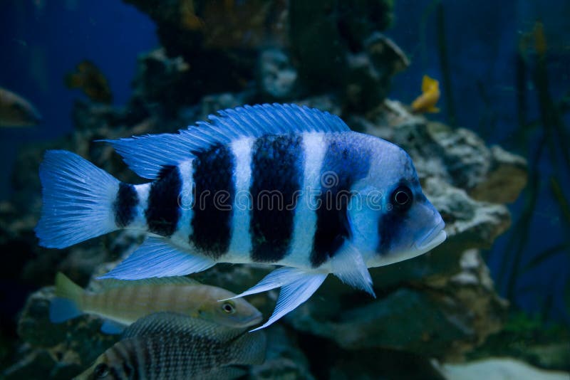 414,171 Blue Fish Stock Photos Free & RoyaltyFree Stock Photos from