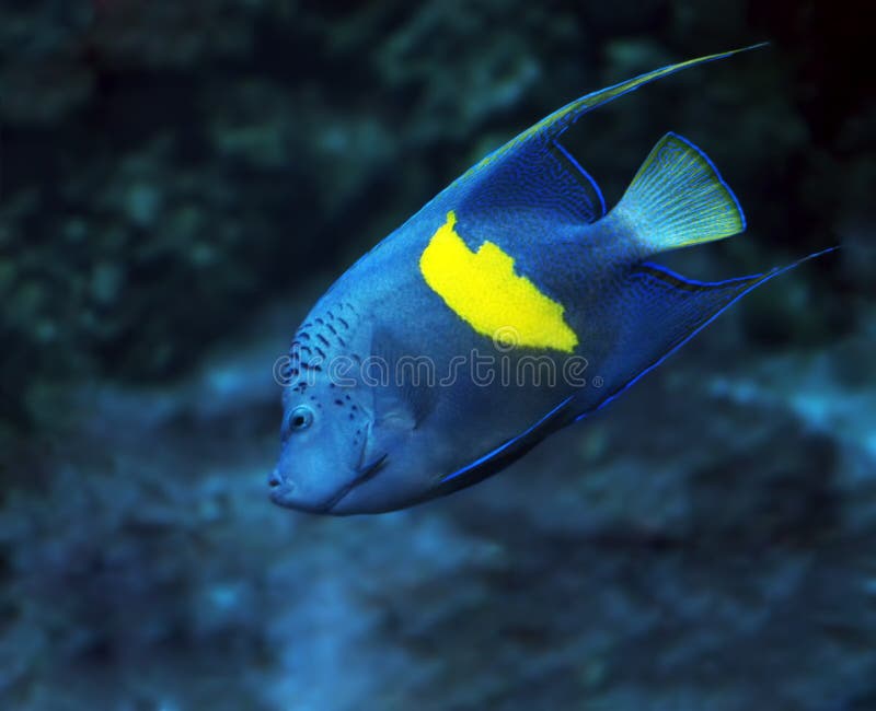 picture Blue And Yellow Ocean Fish 43 813 blue fish yellow photos free
