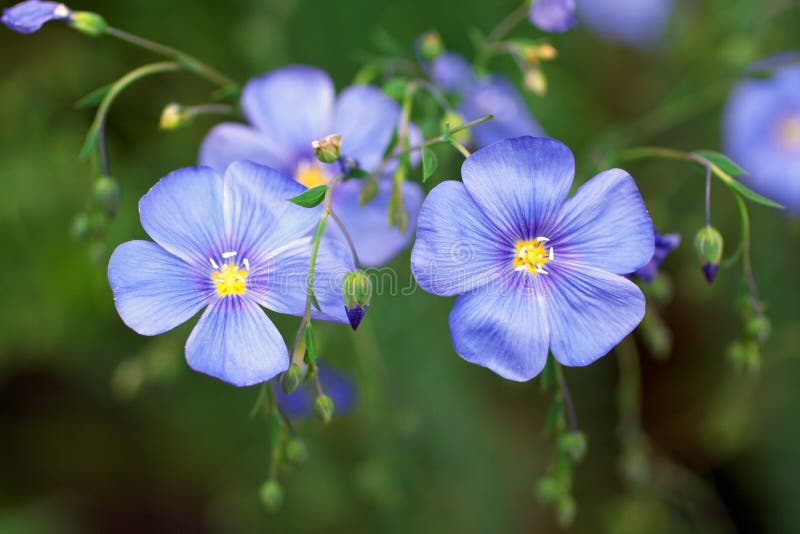 Blue flax flower stock image. Image of flax, fresh, blossoming 26956119