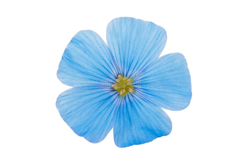 Blue flax flower isolated stock image. Image of blue - 72897813