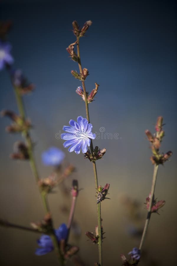 Blue flower