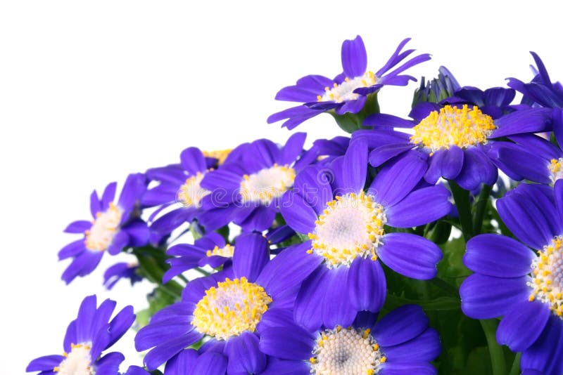 Gerbera daisy blue three stock image. Image of bright 18632483